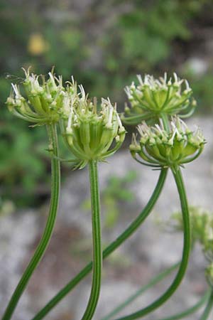 Seseli libanotis \ Heilwurz / Moon Carrot, Korsika/Corsica Sartene 30.5.2010