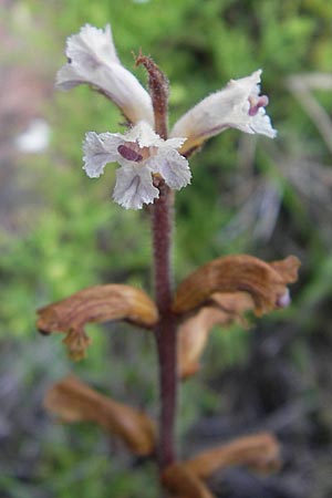 Orobanche picridis \ Bitterkraut-Sommerwurz, Korsika Porto 28.5.2010