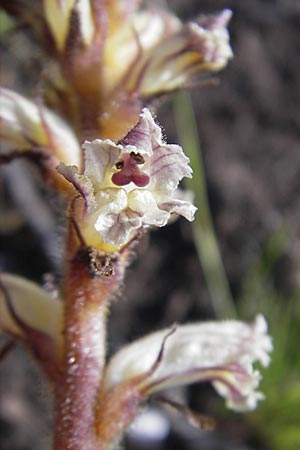 Orobanche picridis \ Bitterkraut-Sommerwurz / Picris Broomrape, Oxtongue Broomrape, Korsika/Corsica Porto 28.5.2010