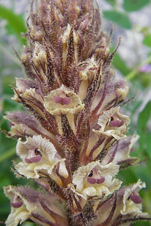 Orobanche minor \ Kleine Sommerwurz, Korsika Zonza 2.6.2010