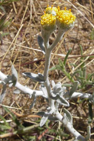 Achillea maritima / Cottonweed, Coastal Lavender Cotton, Corsica Porto Vecchio 3.6.2010