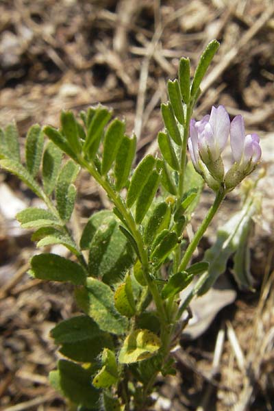 Astragalus hamosus \ Haken-Tragant / Southern Milk-Vetch, Korsika/Corsica L'Ile-Rousse 24.5.2010