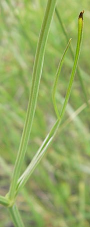 Oenanthe pimpinelloides \ Bibernell-Rebendolde, Sdliche Erdkastanie, Korsika Tizzano 31.5.2010