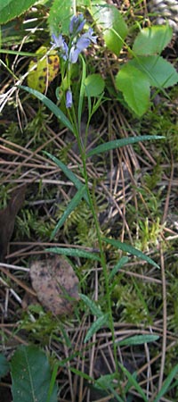 Polygala comosa \ Schopfige Kreuzblume, Schopfiges Kreuzblmchen, Korsika Porto 29.5.2010