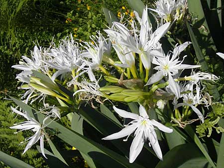 Pancratium illyricum \ Steinhyazinthe, Illyrische Trichternarzisse / Illyrian Sea Lily, Korsika/Corsica Col de Teghime 23.5.2010