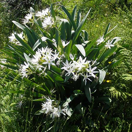 Pancratium illyricum \ Steinhyazinthe, Illyrische Trichternarzisse / Illyrian Sea Lily, Korsika/Corsica Col de Teghime 23.5.2010