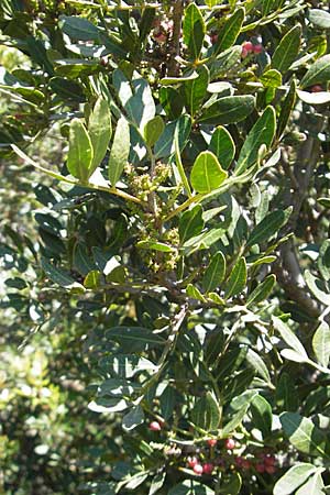 Pistacia lentiscus \ Pistazie / Evergreen Pistache, Korsika/Corsica L'Ile-Rousse 24.5.2010