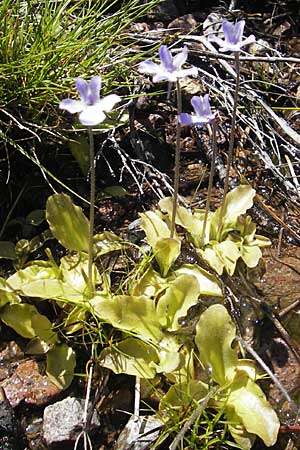 Pinguicula corsica / Corsian Butterwort, Corsica Asco 25.5.2010