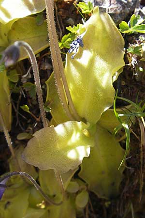 Pinguicula corsica \ Korsisches Fettkraut / Corsian Butterwort, Korsika/Corsica Asco 25.5.2010