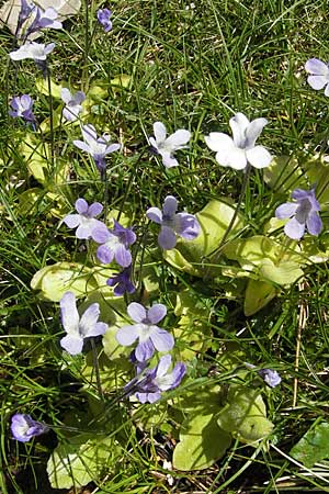 Pinguicula corsica / Corsian Butterwort, Corsica Lac de Nino 27.5.2010