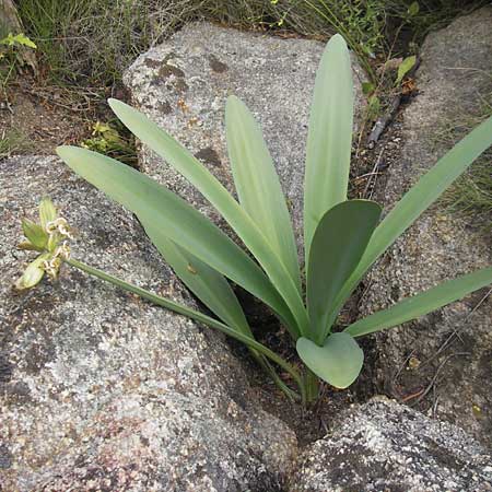 Pancratium illyricum \ Steinhyazinthe, Illyrische Trichternarzisse / Illyrian Sea Lily, Korsika/Corsica Tizzano 31.5.2010