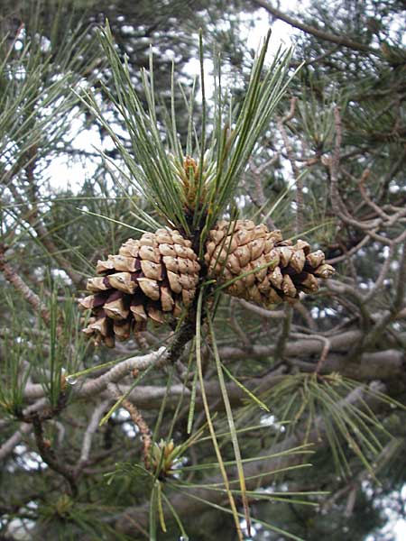 Pinus nigra subsp. laricio \ Laricio-Kiefer, Korsische Schwarz-Kiefer / Corsian Pine, Korsika/Corsica Col de Bavella 2.6.2010