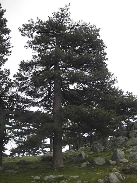 Pinus nigra subsp. laricio \ Laricio-Kiefer, Korsische Schwarz-Kiefer, Korsika Col de Bavella 2.6.2010