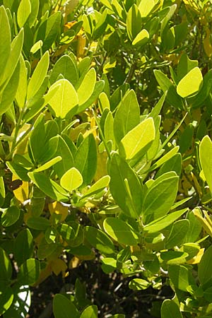 Phillyrea latifolia \ Breitblttrige Steinlinde / Broad-Leaved Phillyrea, Korsika/Corsica L'Ile-Rousse 24.5.2010