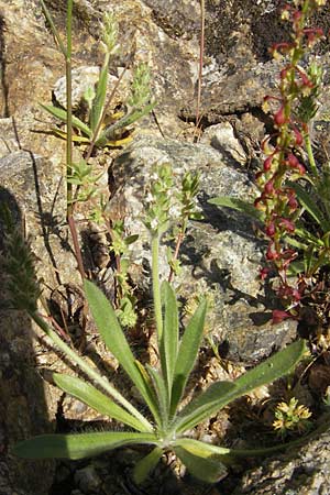 Plantago bellardii \ Haariger Wegerich, Korsika Scala di Santa Regina 27.5.2010