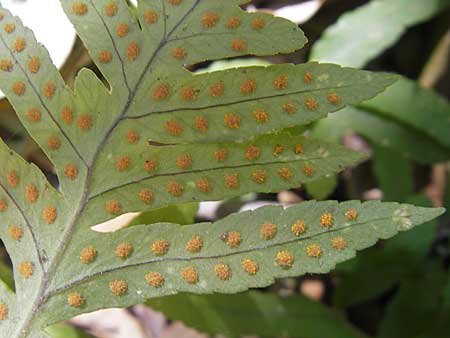 Polypodium cambricum \ Sdlicher Tpfelfarn / Southern Polypody, Korsika/Corsica Porto 29.5.2010