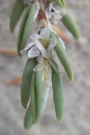 Polygonum maritimum \ Strand-Knterich / Sea Knotgrass, Korsika/Corsica Porto Vecchio 3.6.2010