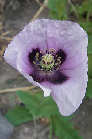 Papaver setigerum \ Borsten-Mohn / Dwarf Breadseed Poppy, Korsika/Corsica Corte 26.5.2010