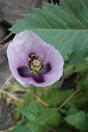 Papaver setigerum \ Borsten-Mohn / Dwarf Breadseed Poppy, Korsika/Corsica Corte 26.5.2010