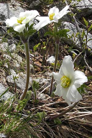 Pulsatilla alpina subsp. cyrnea \ Korsische Alpen-Kuhschelle / Corsican Alpine Pasque-Flower, Korsika/Corsica Restonica 26.5.2010
