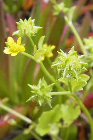 Ranunculus muricatus \ Stachelfrchtiger Hahnenfu / Rough-Fruited Buttercup, Korsika/Corsica Porto 28.5.2010