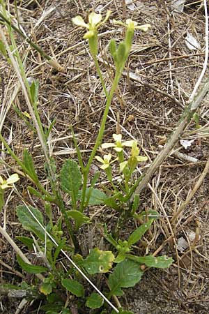 Raphanus raphanistrum subsp. landra \ Gelber Acker-Rettich / Mediterranean Radish, Korsika/Corsica Porto Vecchio 3.6.2010