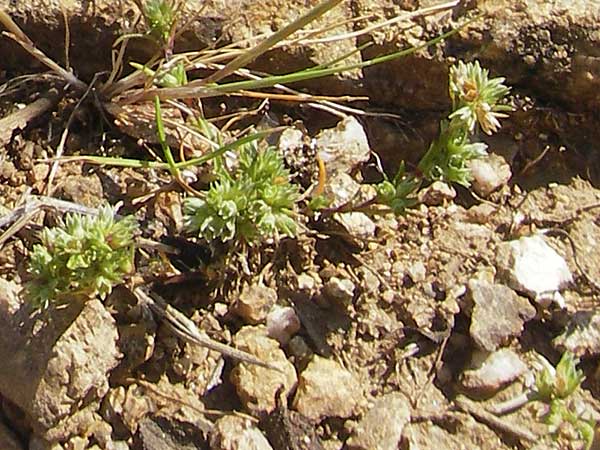 Scleranthus polycarpos \ Triften-Knuelkraut, Korsika Scala di Santa Regina 27.5.2010