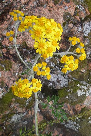 Senecio cineraria \ Aschen-Greiskraut, Silber-Greiskraut / Silver Ragwort, Dusty Miller, Korsika/Corsica Porto 28.5.2010