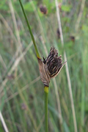 Schoenus nigricans \ Schwrzliche Kopfbinse / Black Bog-Rush, Korsika/Corsica Etang de Biguglia 3.6.2010