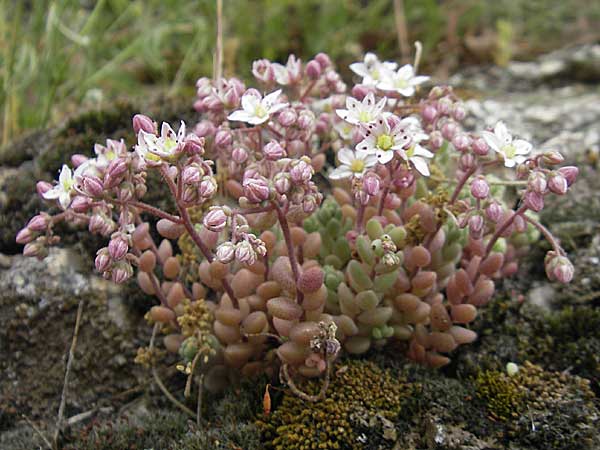 Sedum dasyphyllum \ Dickblttriger Mauerpfeffer, Korsika Zonza 2.6.2010