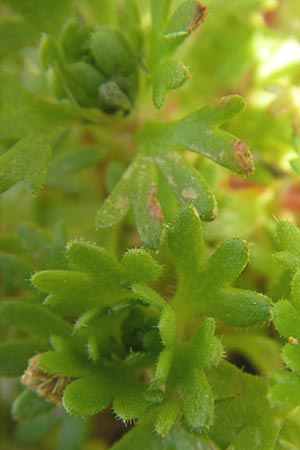 Saxifraga pedemontana subsp. cervicornis \ Hirschgeweih-Steinbrech / Deer Antler Saxifrage, Korsika/Corsica Calacuccia 27.5.2010