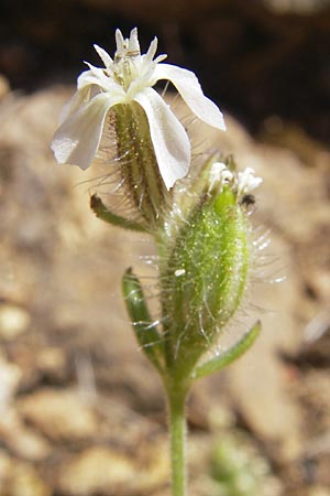 Silene gallica \ Franzsisches Leimkraut / Windmill Pink, Small-flowered Catchfly, Korsika/Corsica Scala di Santa Regina 27.5.2010