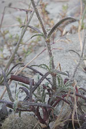 Silene nicaeensis \ Nizza-Leimkraut, Korsika Bastia 3.6.2010