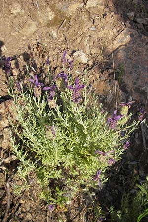 Lavandula stoechas \ Schopf-Lavendel / French Lavender, Korsika/Corsica Porto 28.5.2010