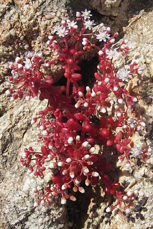 Sedum caeruleum / Azure Stonecrop, Corsica Speloncato 24.5.2010