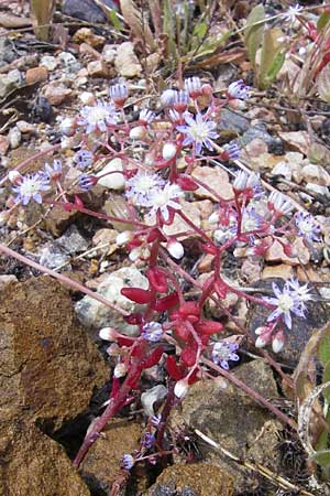 Sedum caeruleum / Azure Stonecrop, Corsica Porto 28.5.2010