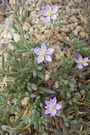 Spergularia macrorhiza \ Growurzelige Schuppenmiere / Large-Rooted Sand Spurrey, Korsika/Corsica Tizzano 31.5.2010