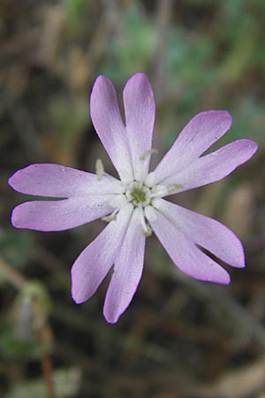 Silene sericea \ Seidenhaariges Leimkraut, Korsika Tizzano 31.5.2010