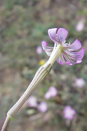 Silene sericea \ Seidenhaariges Leimkraut / Silky Campion, Korsika/Corsica Tizzano 31.5.2010