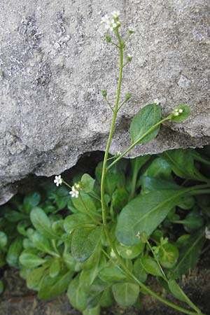 Samolus valerandi \ Salzbunge / Brookweed, Korsika/Corsica Bonifacio 1.6.2010