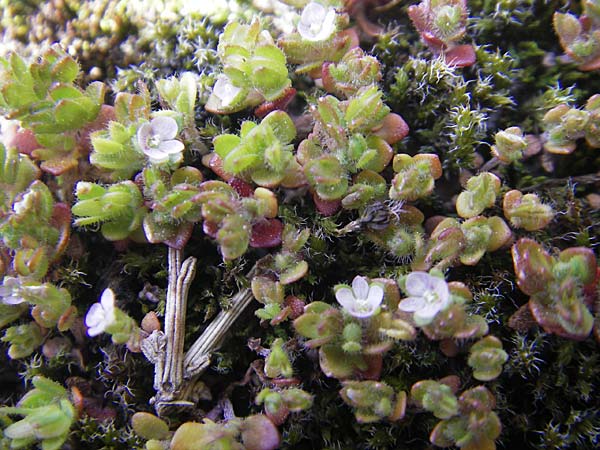 Veronica repens \ Kriechender Ehrenpreis / Creeping Speedwell, Korsika/Corsica Restonica 26.5.2010