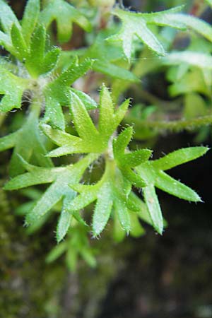 Saxifraga pedemontana subsp. cervicornis \ Hirschgeweih-Steinbrech / Deer Antler Saxifrage, Korsika/Corsica Asco 25.5.2010