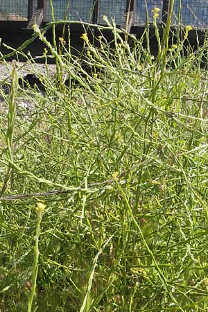 Sisymbrium officinale \ Weg-Rauke / Hedge Mustard, Korsika/Corsica Porto 28.5.2010