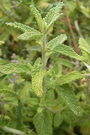 Teucrium marum \ Katzen-Gamander, Amberkraut / Cat Thyme, Korsika/Corsica Porto 28.5.2010