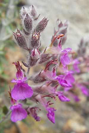 Teucrium marum \ Katzen-Gamander, Amberkraut / Cat Thyme, Korsika/Corsica Porto 28.5.2010