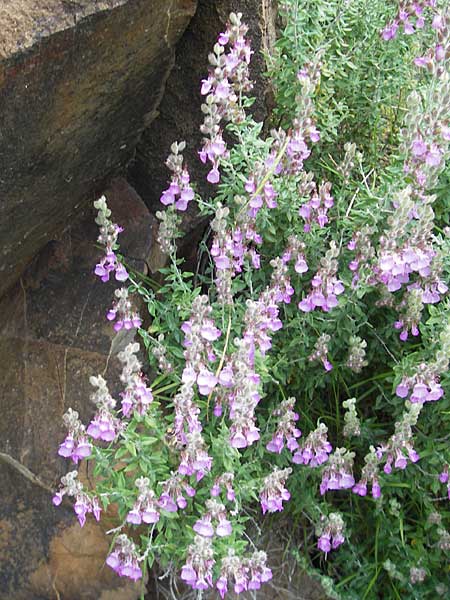 Teucrium marum \ Katzen-Gamander, Amberkraut, Korsika Porto 28.5.2010