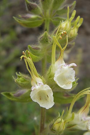 Teucrium flavum subsp. glaucum \ Blaugrner Gelber Gamander / Glaucous Yellow Germander, Korsika/Corsica Porto 28.5.2010