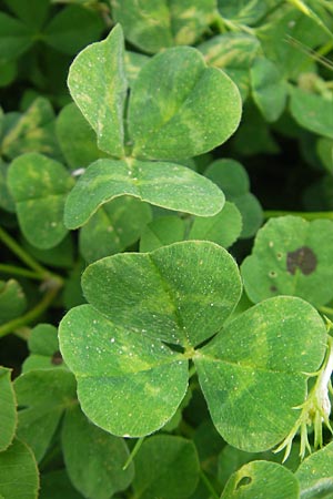 Trifolium incarnatum subsp. molinerii \ Molineris Inkarnat-Klee / Long-Headed Clover, Korsika/Corsica Zonza 2.6.2010