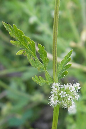 Torilis nodosa \ Knotiger Klettenkerbel / Knotted Hedge Parsley, Korsika/Corsica Porto 28.5.2010