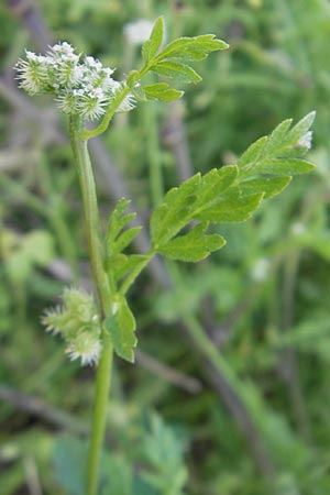 Torilis nodosa \ Knotiger Klettenkerbel / Knotted Hedge Parsley, Korsika/Corsica Porto 28.5.2010